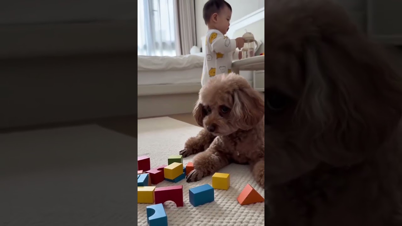 #萌寵出道計劃 #泰迪犬 #可愛的小狗狗 #0-3歲兒童啟蒙早教 #這也太萌太可愛了吧