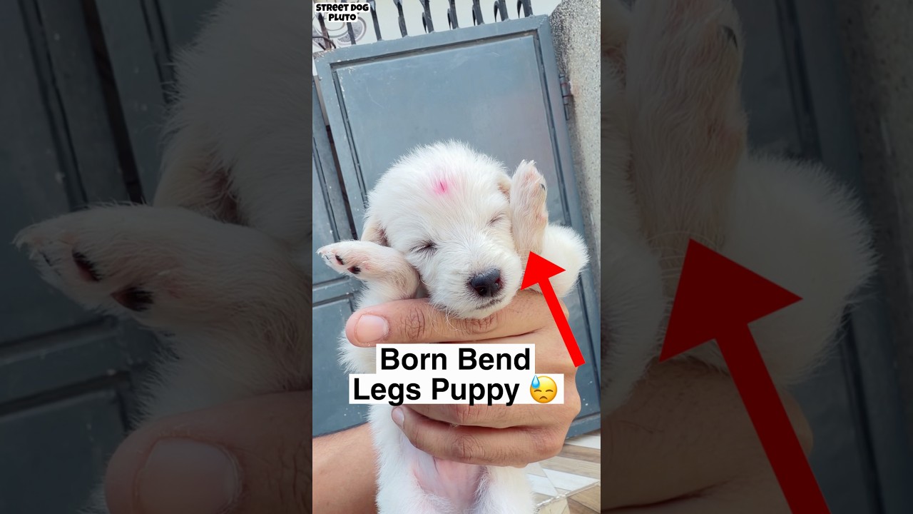Born Bend Legs Puppy 😓