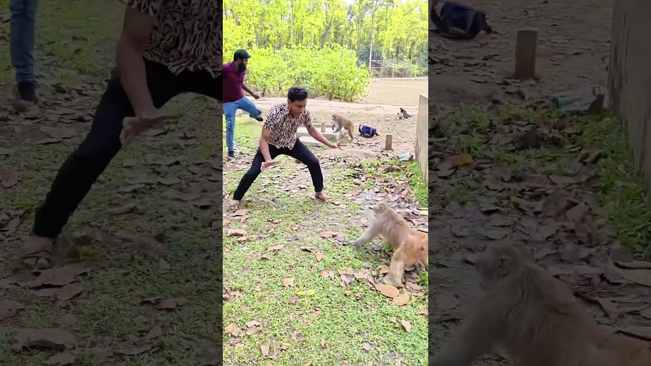 monkey best funny reaction272🐒😂... #animals #reels #funny #funnyreels #anmals