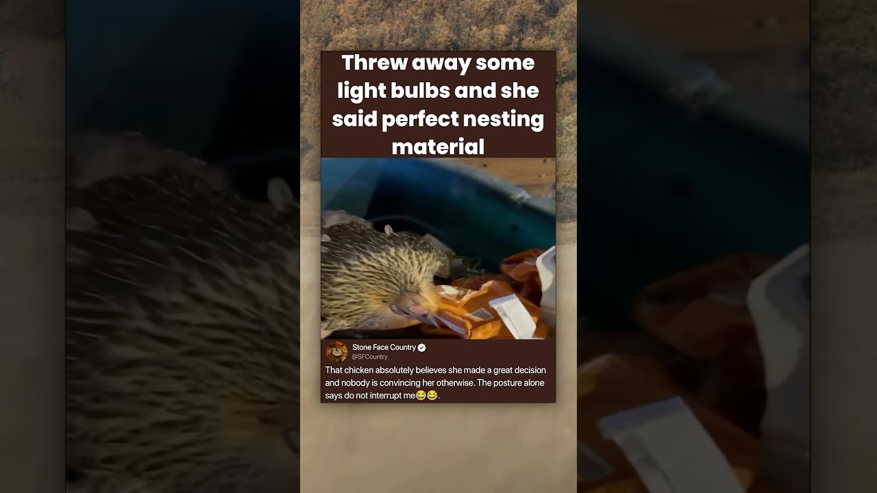 Threw away some light bulbs and she said perfect nesting material