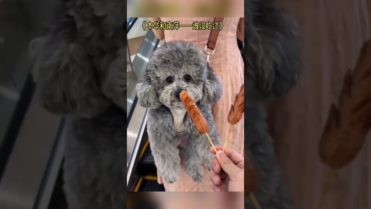 Dog Reaction #shortsvideo #animals #usa