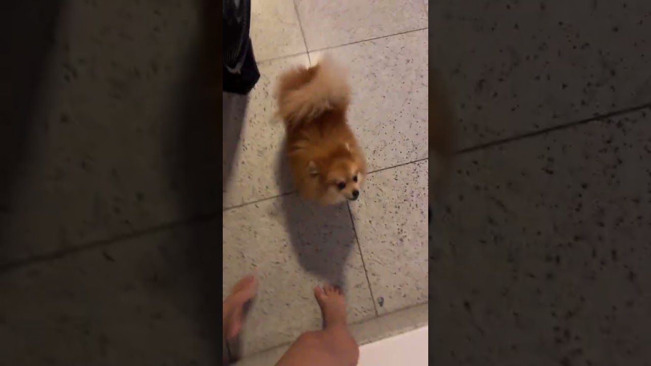 Gente olha o cachorro da minha tia me atacando #dosrosa