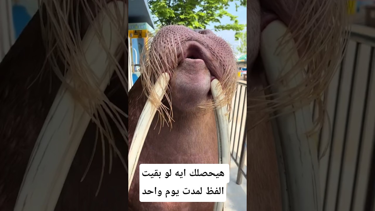 هيحصلك إيه لو بقيت الفظ يوم واحد#معلومات #اكسبلور #animals #facts #wildlife