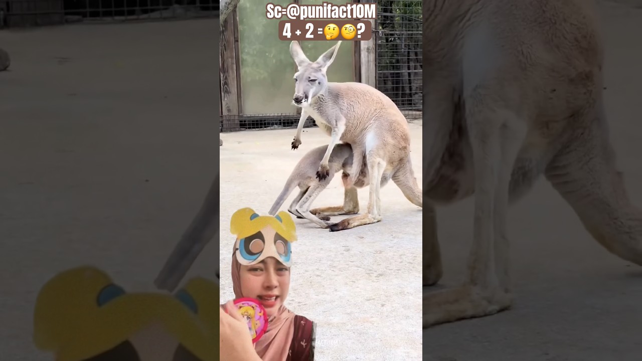 HEBOH‼️Anak Kangguru Sembunyi di Kantong Ibunya😱🤣