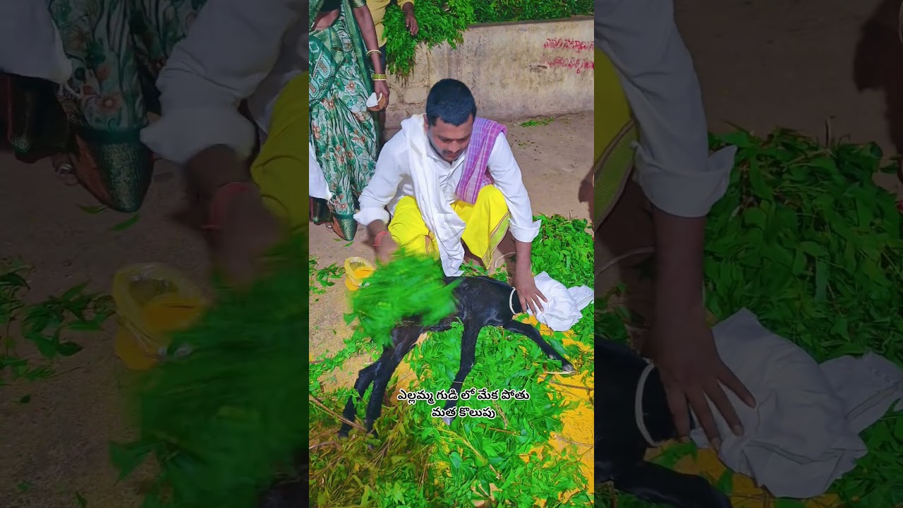 ఎల్లమ్మ గుడి లో మేక పోతు మత కొలుపు #rekulakuntayellamma  #Yellammathalisongs #shortsfeedvideos