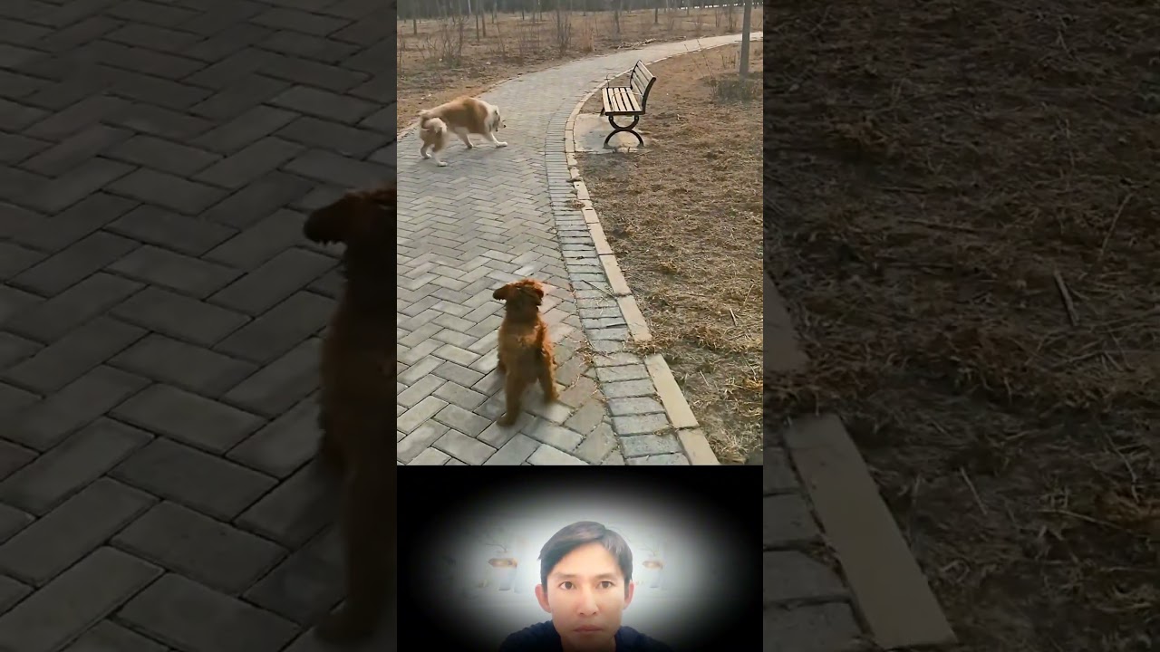 Oh my god, dog videos dog #animals #shortvideo #short