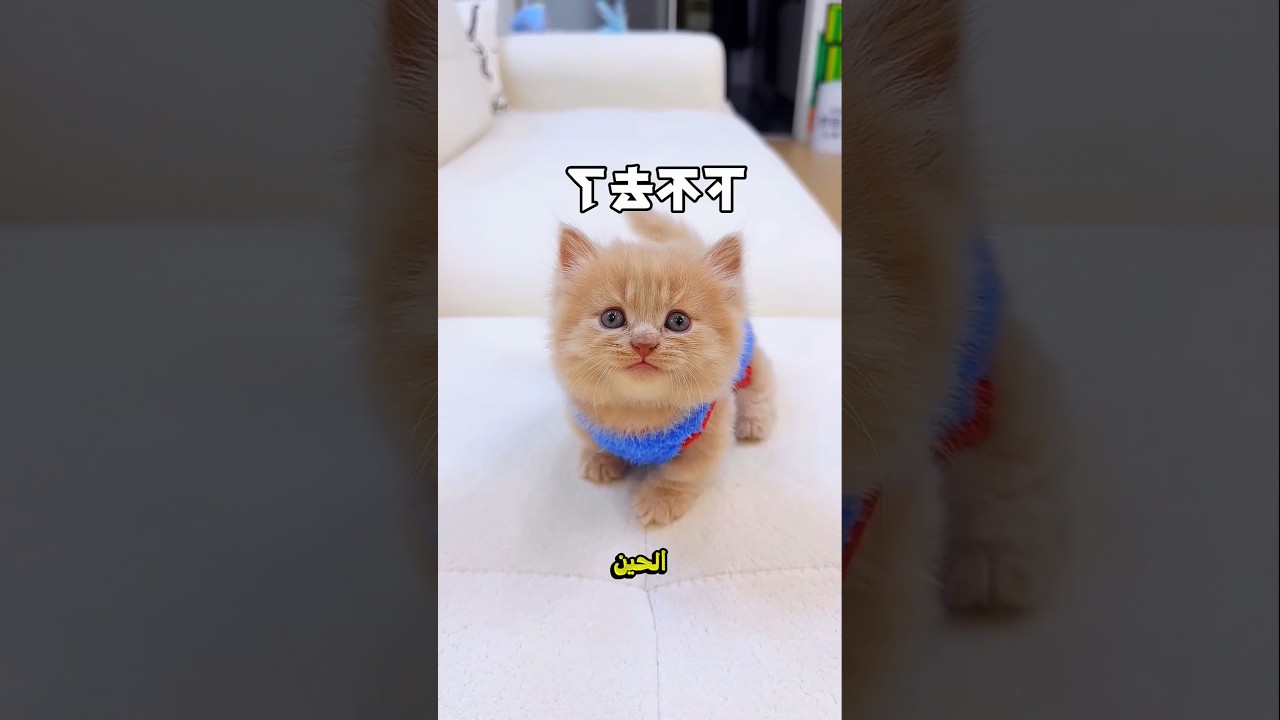 القطوه الصغيره