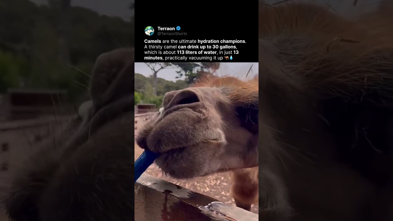This Camel Drinks Over 100 Liters in Minutes 🐫💧