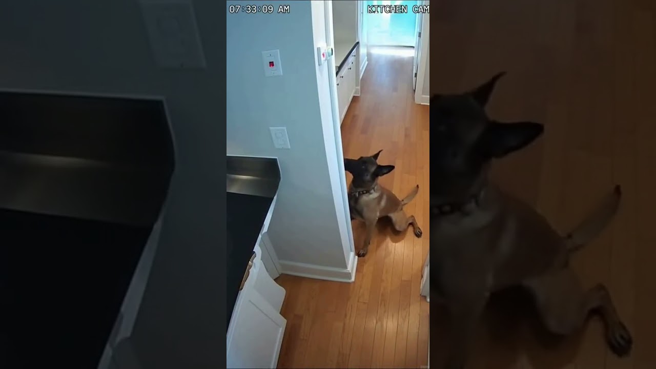 CCTV: Service Malinois Predicts Seizure & Calls for Help! 🐕🆘🏥 | Hero Dog #shorts