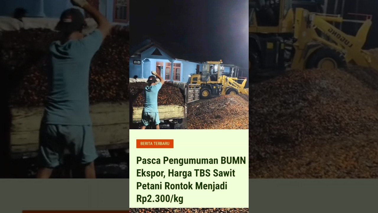 Ini baru rencana guys, tapi efeknya langsung terasa, seperti makan cabe #sawit #palmoil #cpo
