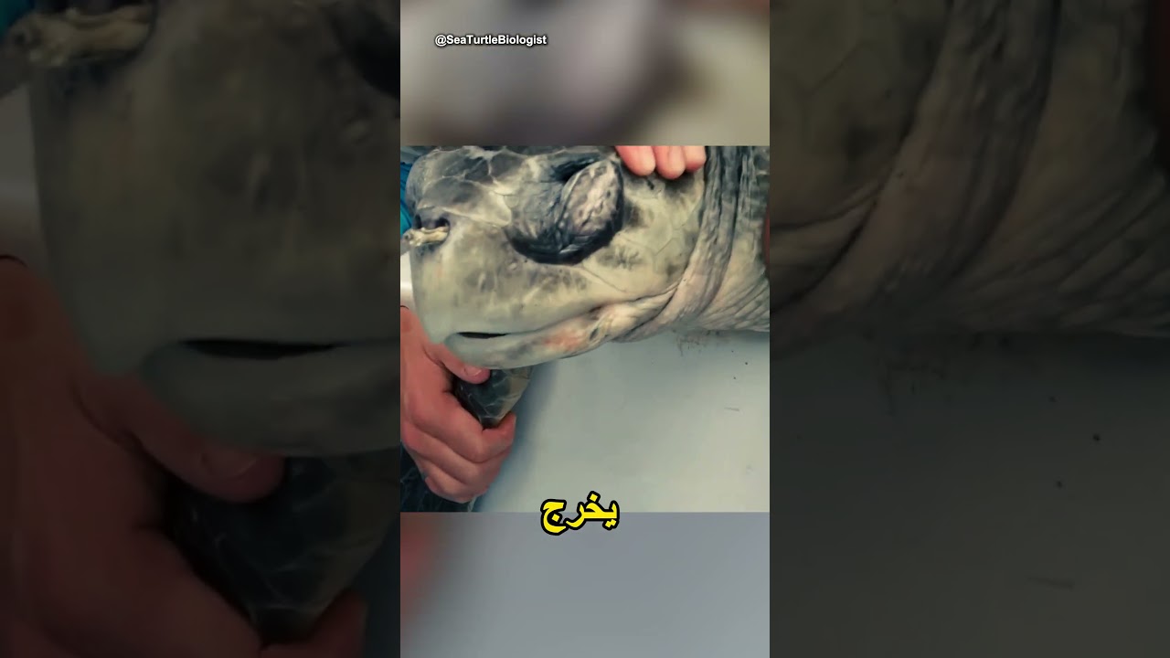 ما سحبوه من أنفها صدم الجميع! 🐢💔 لحظة تحبس الأنفاس