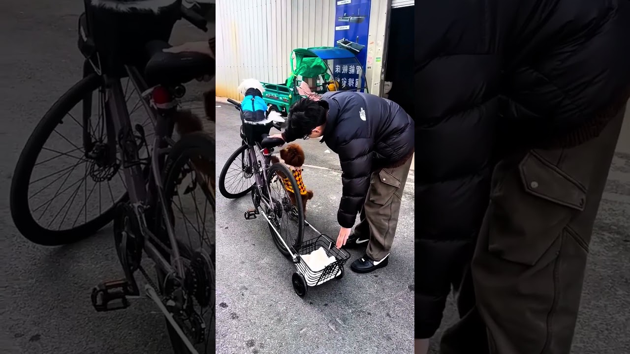 الكلب رفض يقعد ورا