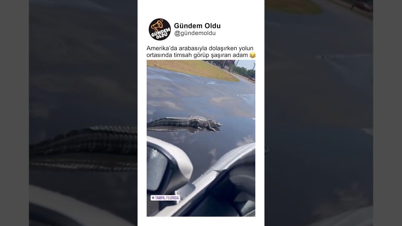 Amerika'da arabasıyla dolaşırken yolun ortasında timsah görüp şaşıran adam 😂