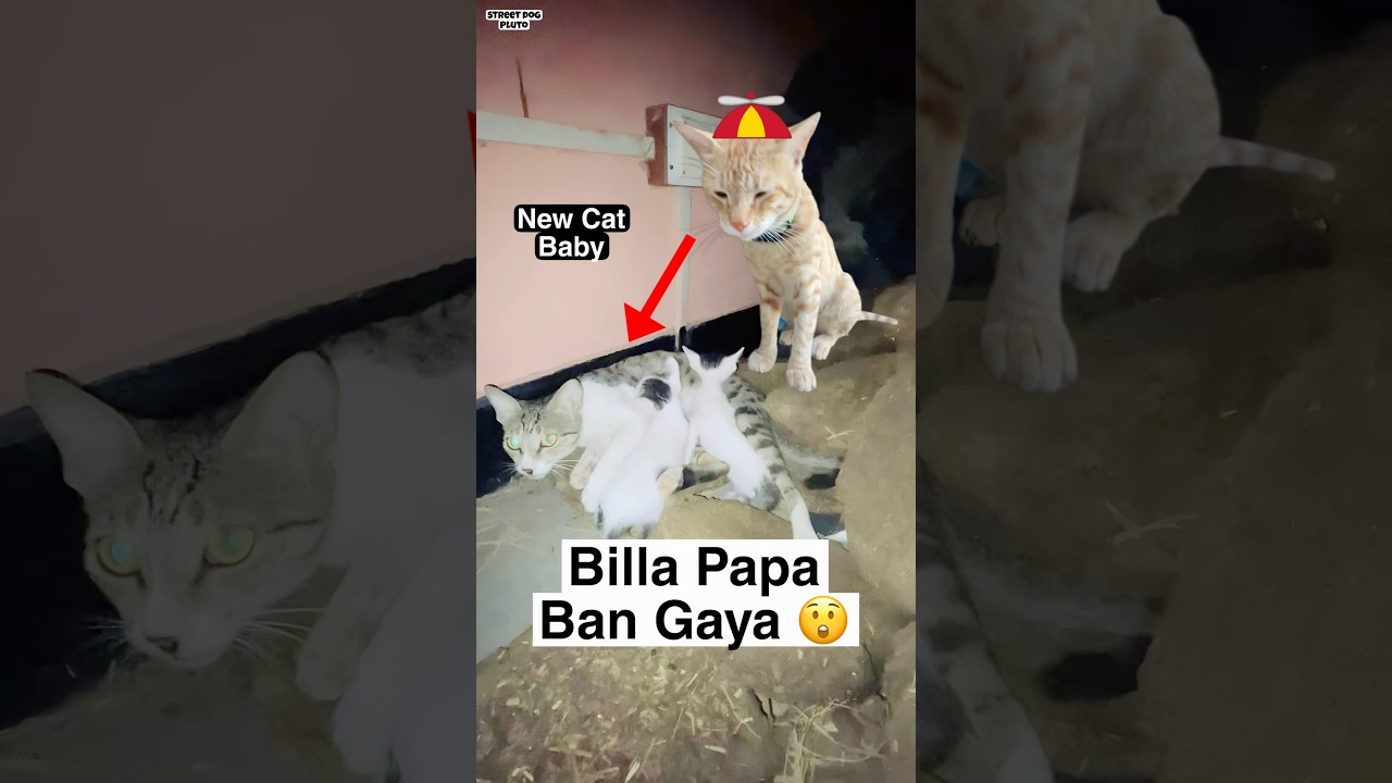 Billa Papa Ban Gaya 😲