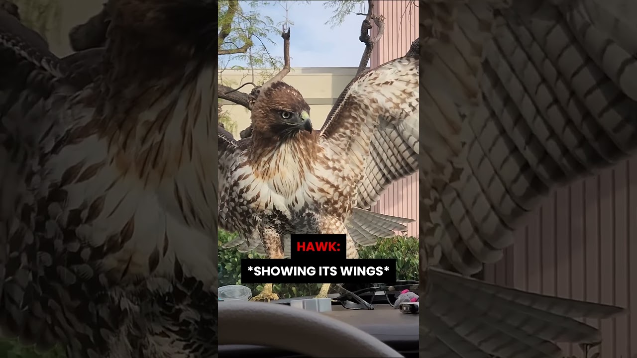 Hawk Tries to Grab Cat…