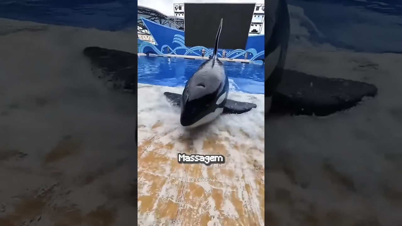 O QUE ESSE GOLFINHO TINHA NA PELE?🐋