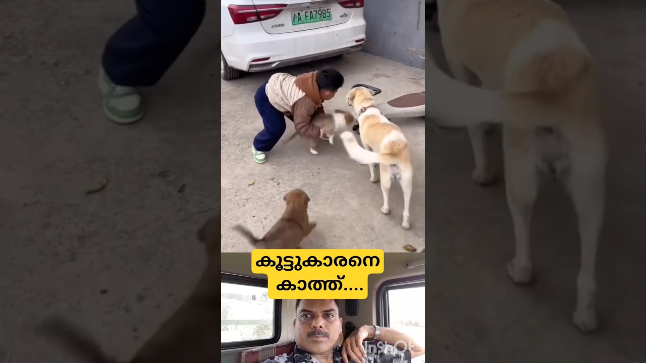 The pet dogs waiting for their friend#funnyshorts