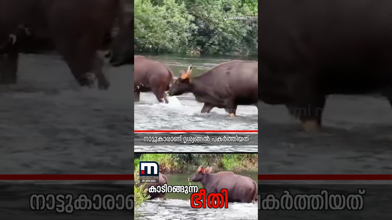 ജാനകിക്കാട് പുഴ മുറിച്ചുകടന്ന് ഒരു കൂട്ടം കാട്ടുപോത്തുകൾ; ജനവാസ മേഖലയിൽ ആശങ്ക | Kozhikode