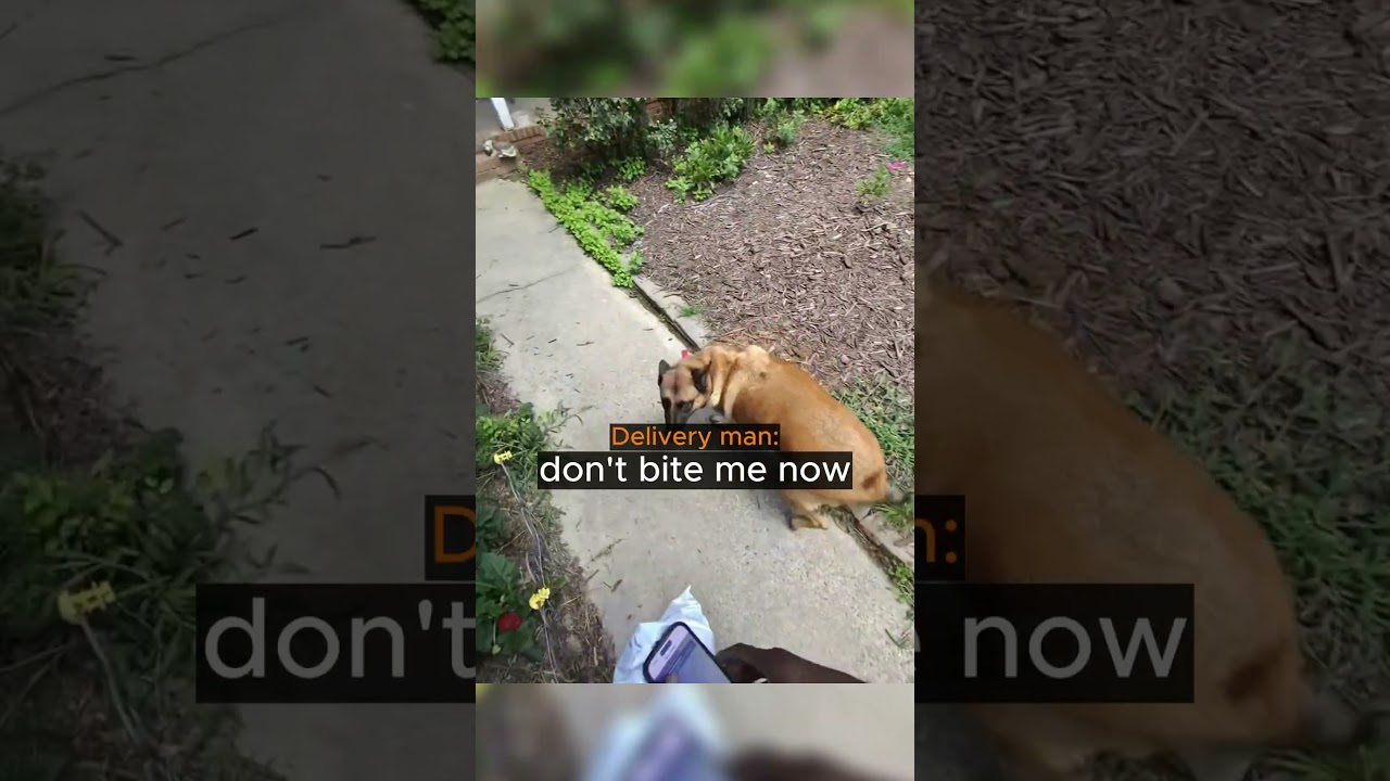Random Dog Ruins Owners Day...