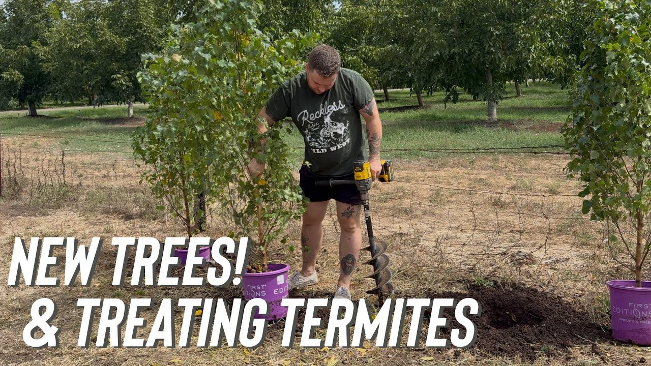 Adding Trees + Tackling Our Termite Problem