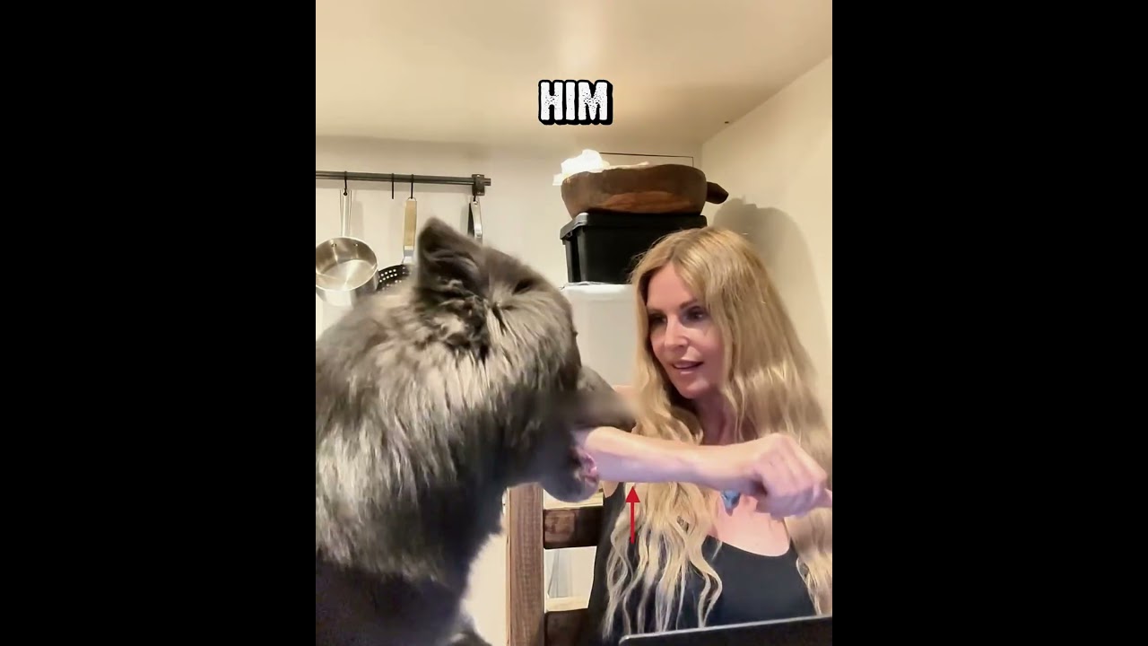 The Wolfdog Was Worried About His Friend #dog #wolfdog