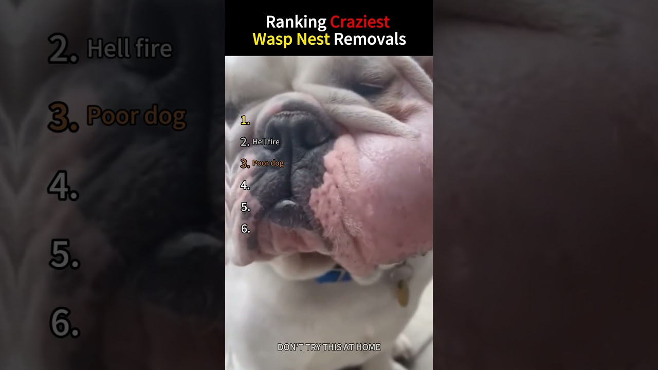 Ranking Craziest Wasp Nest Removals #asmr #snow #funny #odlysatisfying #ice #satisfying #fyp