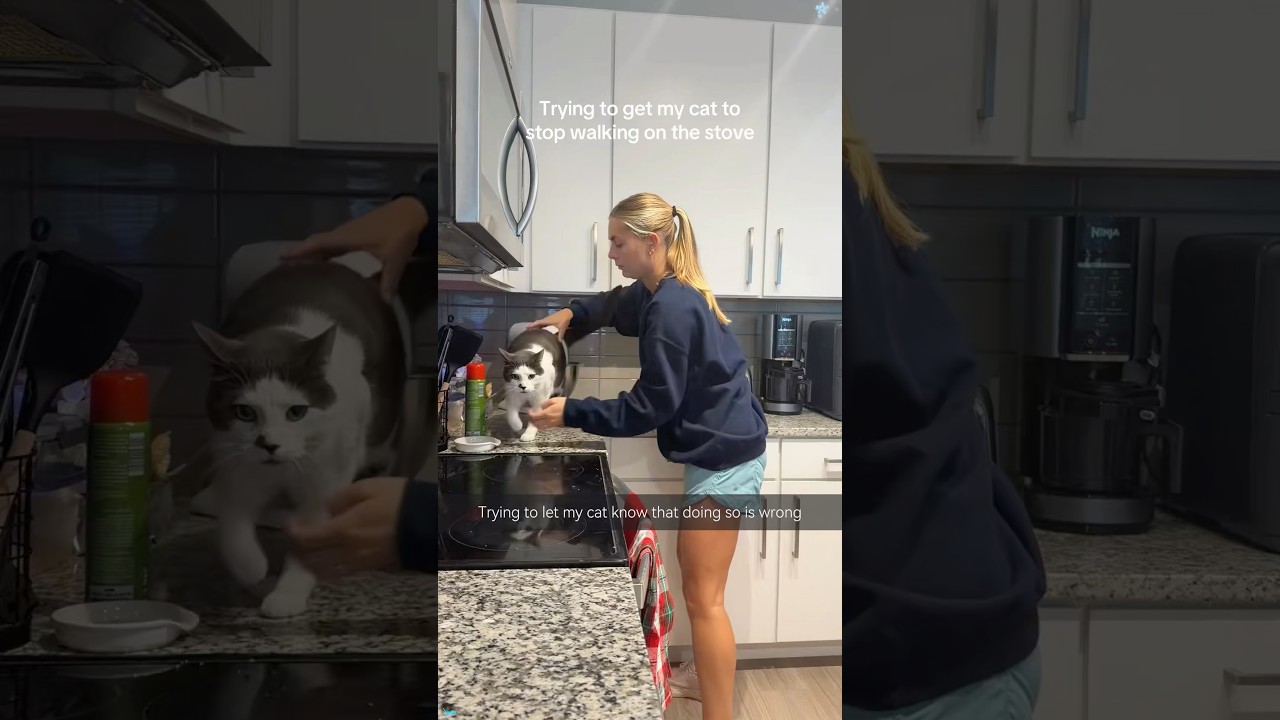 How to Properly Train Your Cat #funnycat #cats #catlove #funnyanimal #catvideos