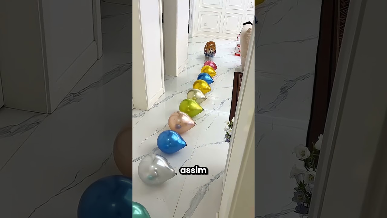 Meu cachorrinho fez explodir todos os balões 🤩🎈
