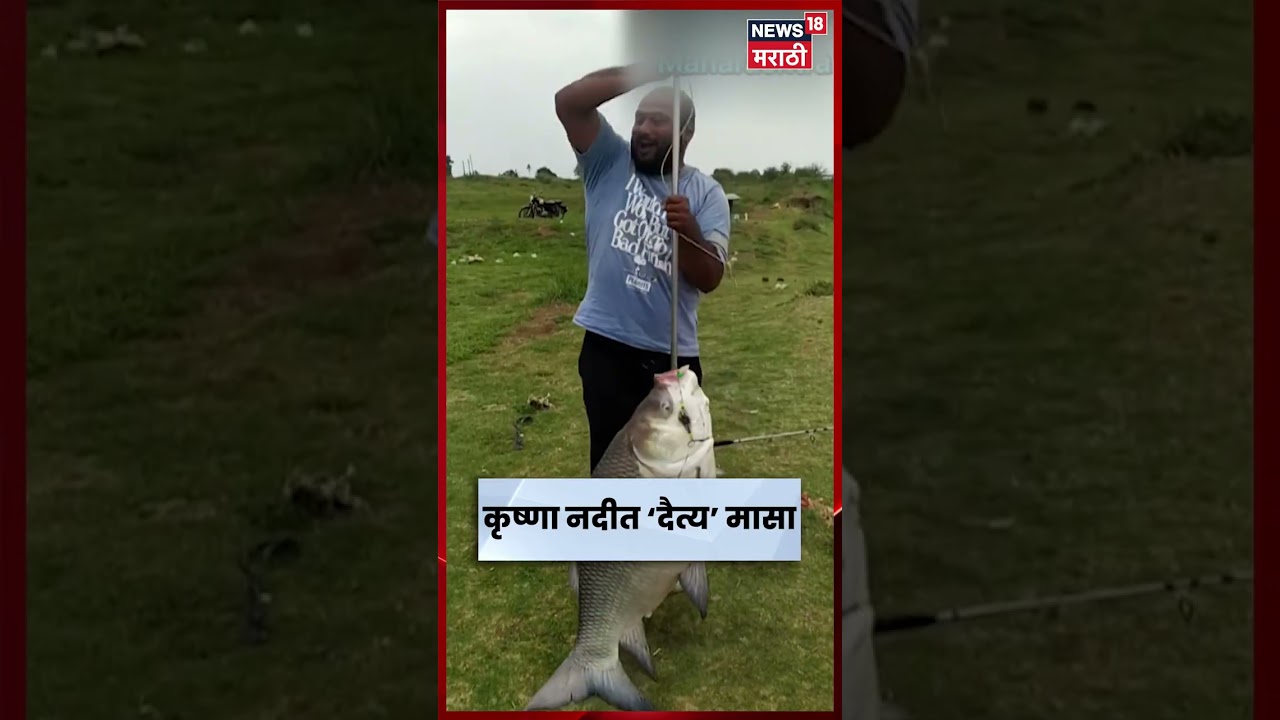 Sangli News | कृष्णा नदीत सापडला दुर्मिळ ‘दैत्य’ मासा, पाहण्यासाठी गर्दी | Krishna River | N18S