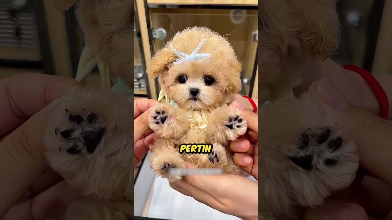 A cachorrinha Jujuba