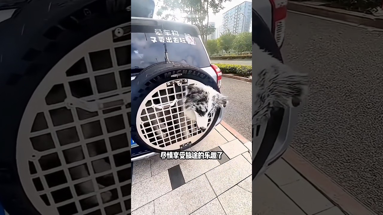 😱🚗 قطة داخل إطار السيارة؟ لن تصدقوا ما حدث! 🐱