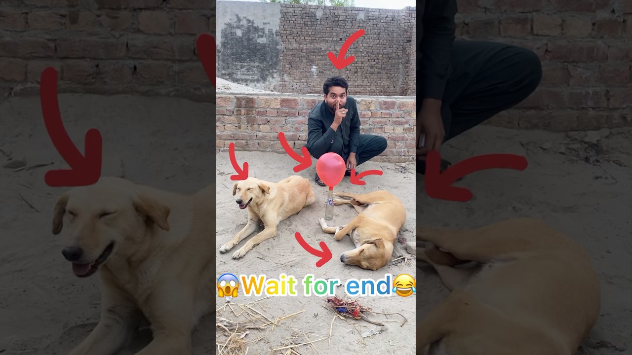 😂😂😂#rpfunnmaster #funny #shortsfeed