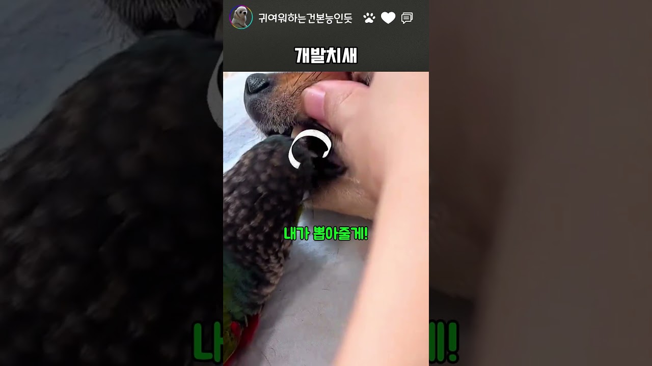 치과의사 앵무새ㅋㅋ