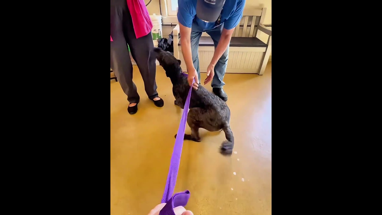 Dogs reactions after getting adopted ❤️😭 #foryou #dog #doglove #fyp #love
