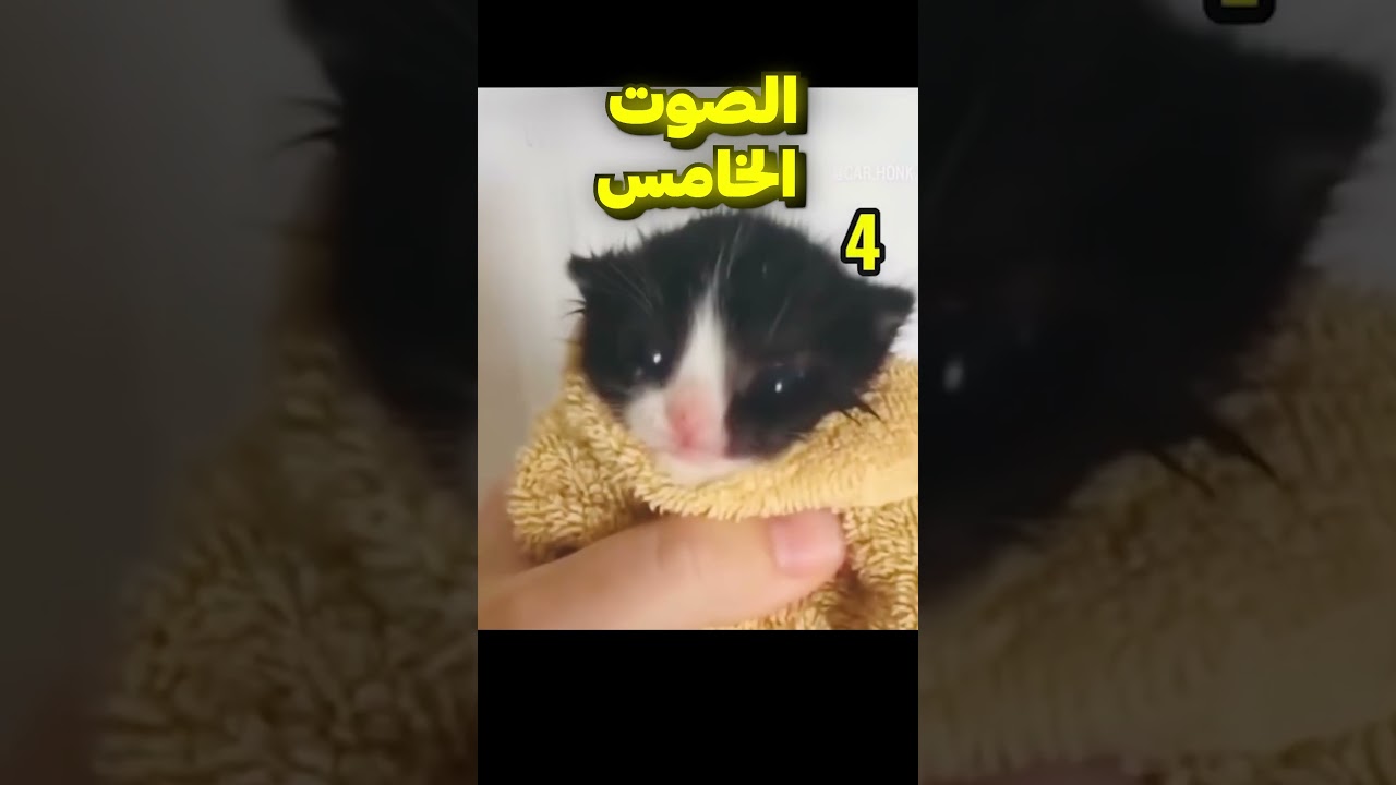 صوت الحقيقي للقط 🤔