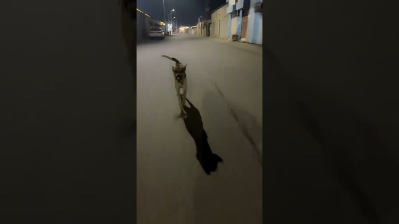 نقدر نقول ختمنا الترند 😅 #viral #funny #shorts #funnydog