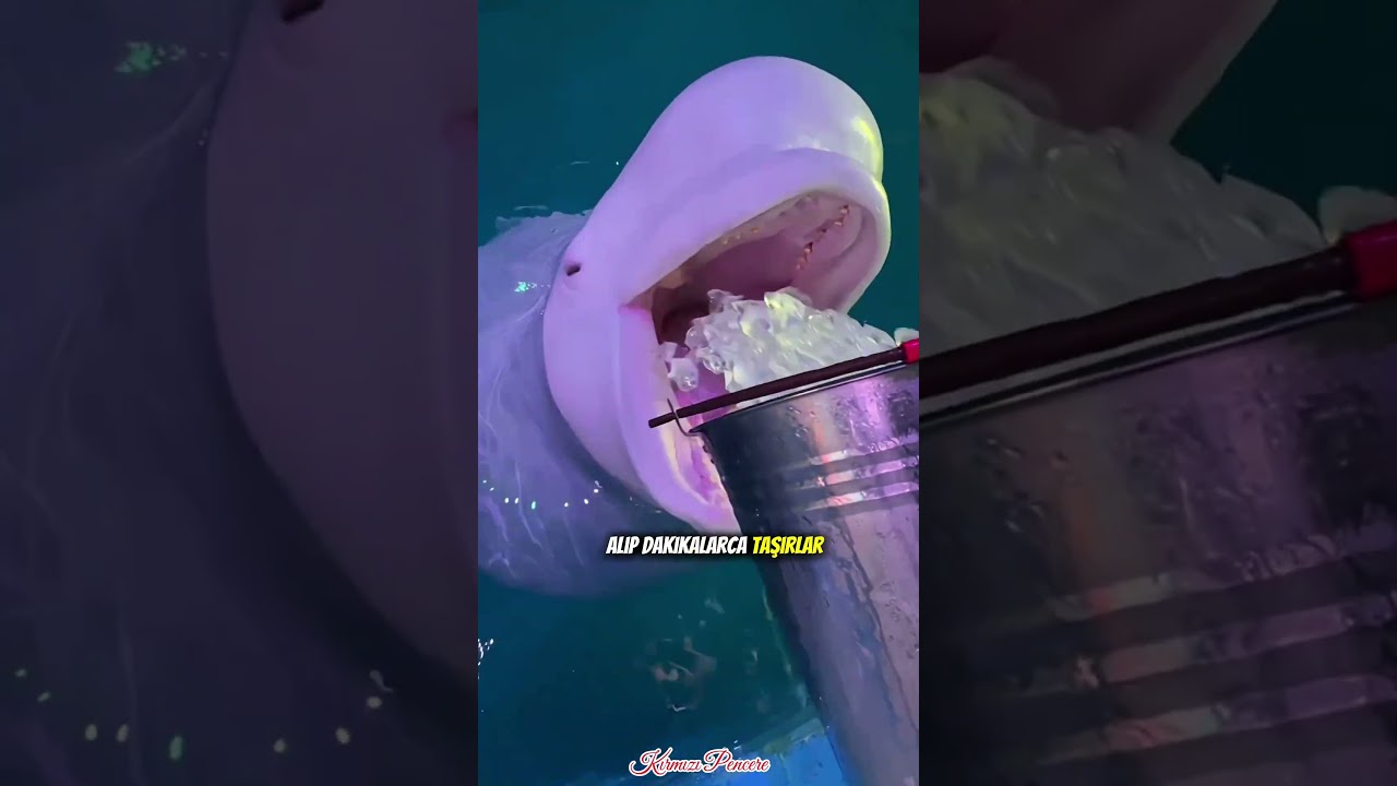 Belugaların Size Asla Söylemeyeceği Sırlar! 🐳🤔