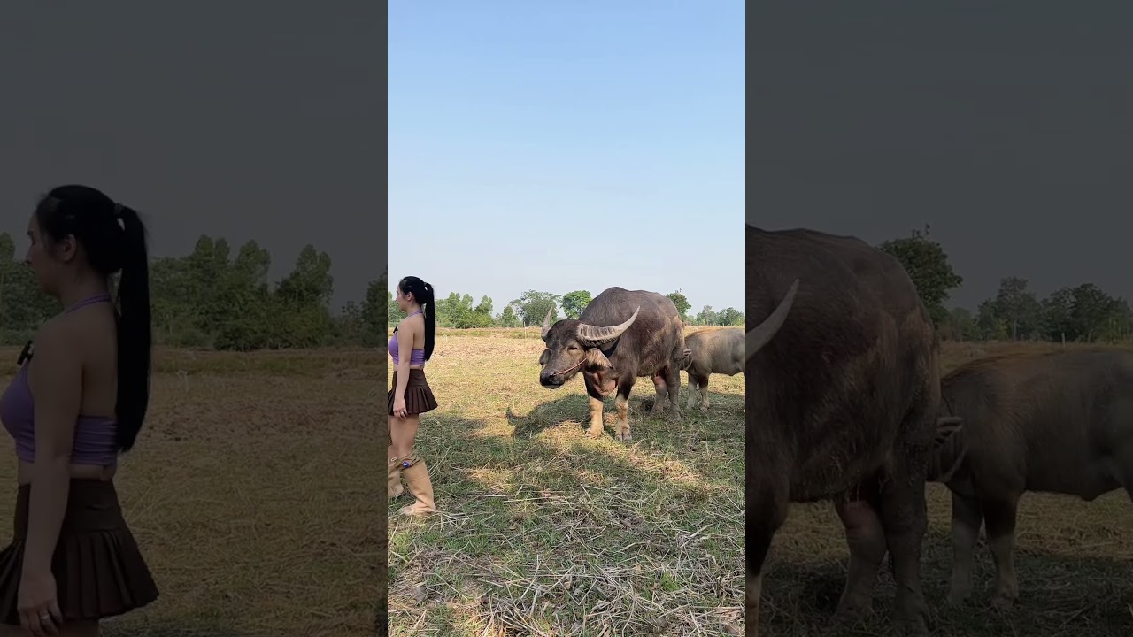 มองอะไร #ตลก #สัตว์เลี้ยง #อรัญญาฟาร์ม #ฟีดดดシ