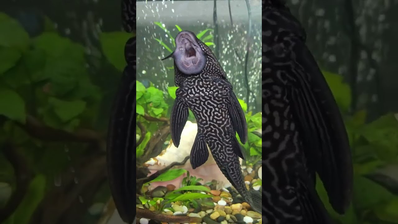 Sucker Fish: Pet Turned River Killer 😱