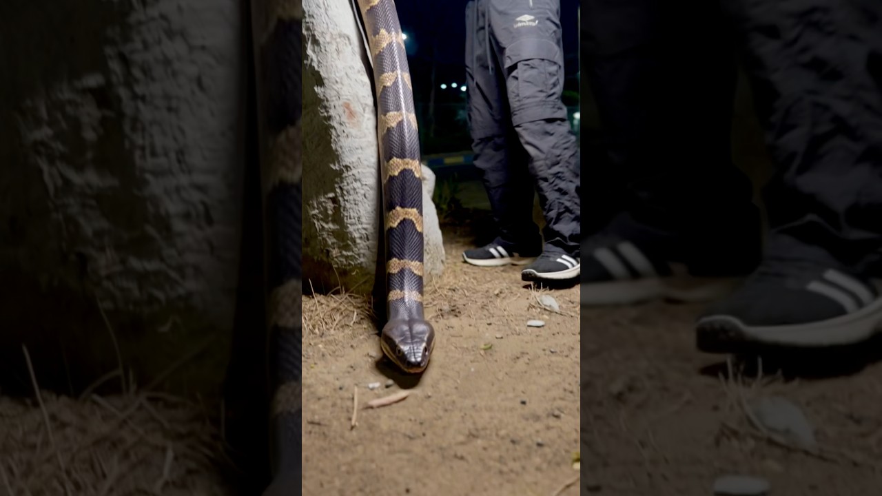 الثعبان هجم علي التوينز شوفو حصل اي 😱🐍 #التوينز_المحبوب #sohrts