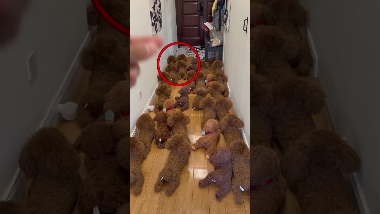🐶😱 ONDE ESTÁ O CACHORRO DE VERDADE? ELE SE ESCONDEU ENTRE OS CÃES DE BRINQUEDO! 😂🧸 #Cachorro #Dog