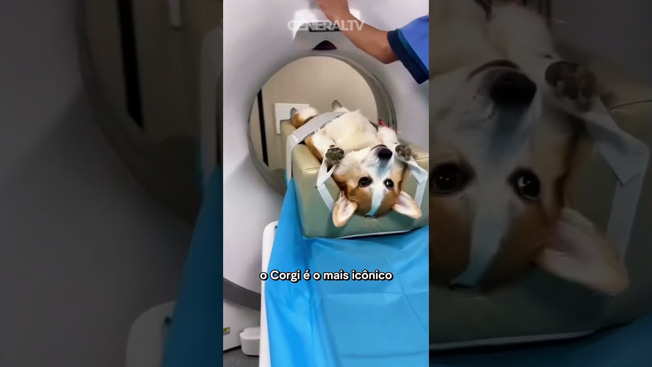 Como os animais fazem tomografia? 🐾