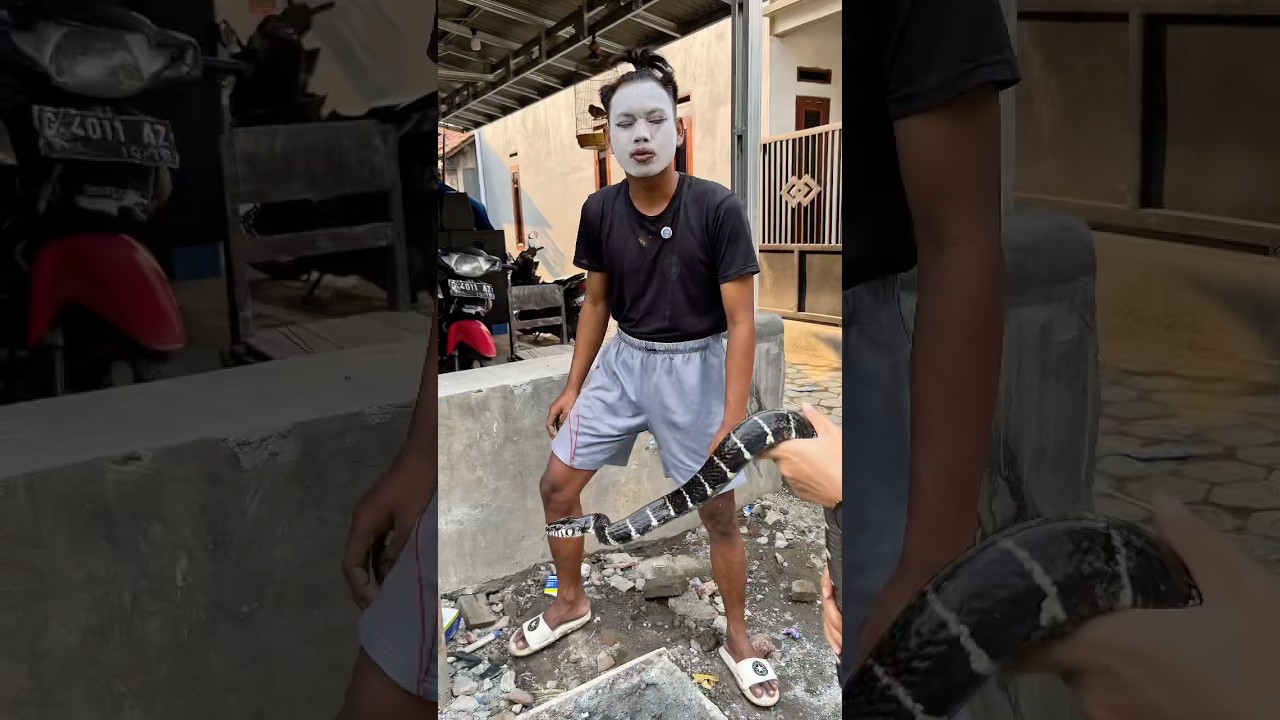 CEMONG LARANG ULAR MINUM AIR SEMEN, VEBBY LANGSUNG DATANG! #shortvideo #shotrs #snake