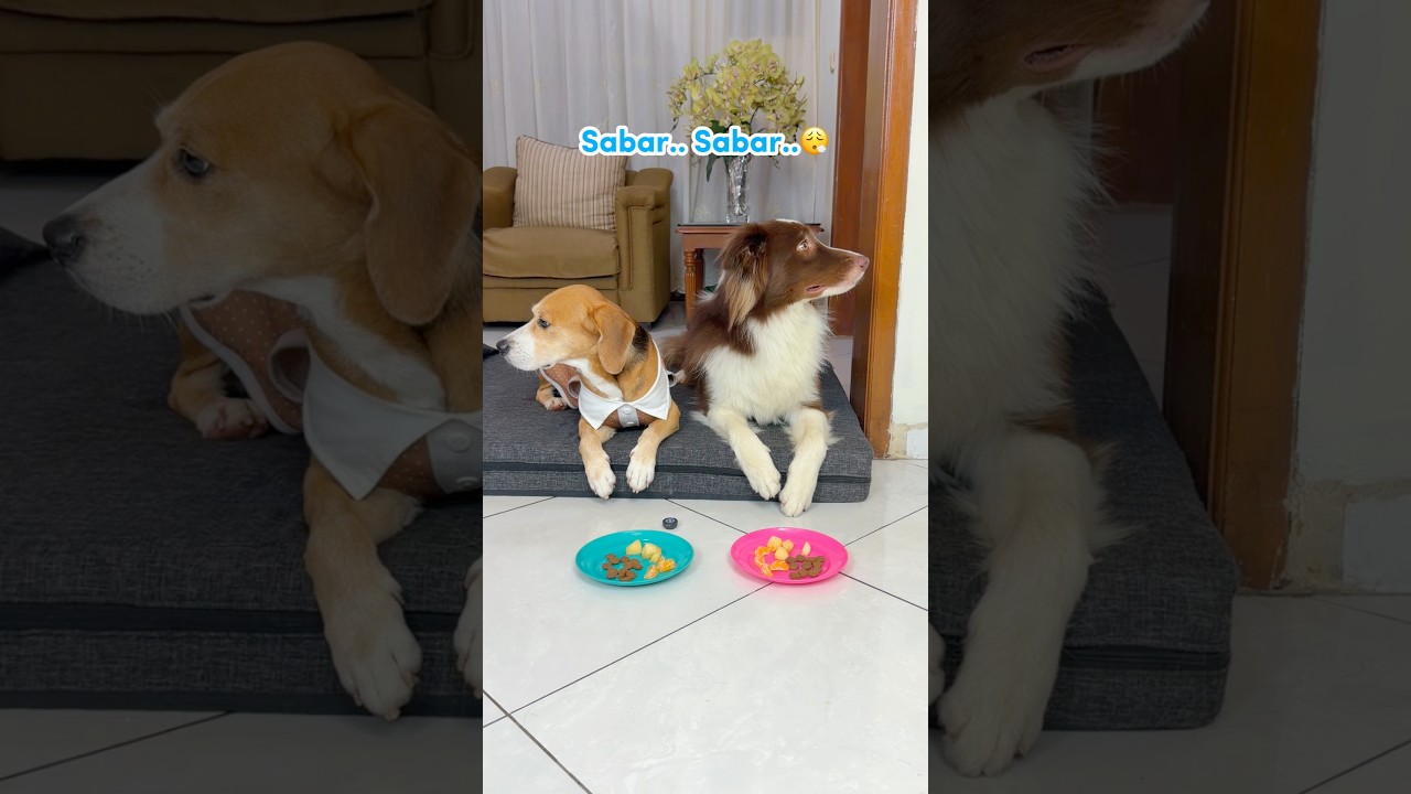 CHALLENGE ANABUL PUASA MAKAN‼️ RYURAI BERHASIL DAPET THR GAK YA??😱 #shorts #anjinglucu