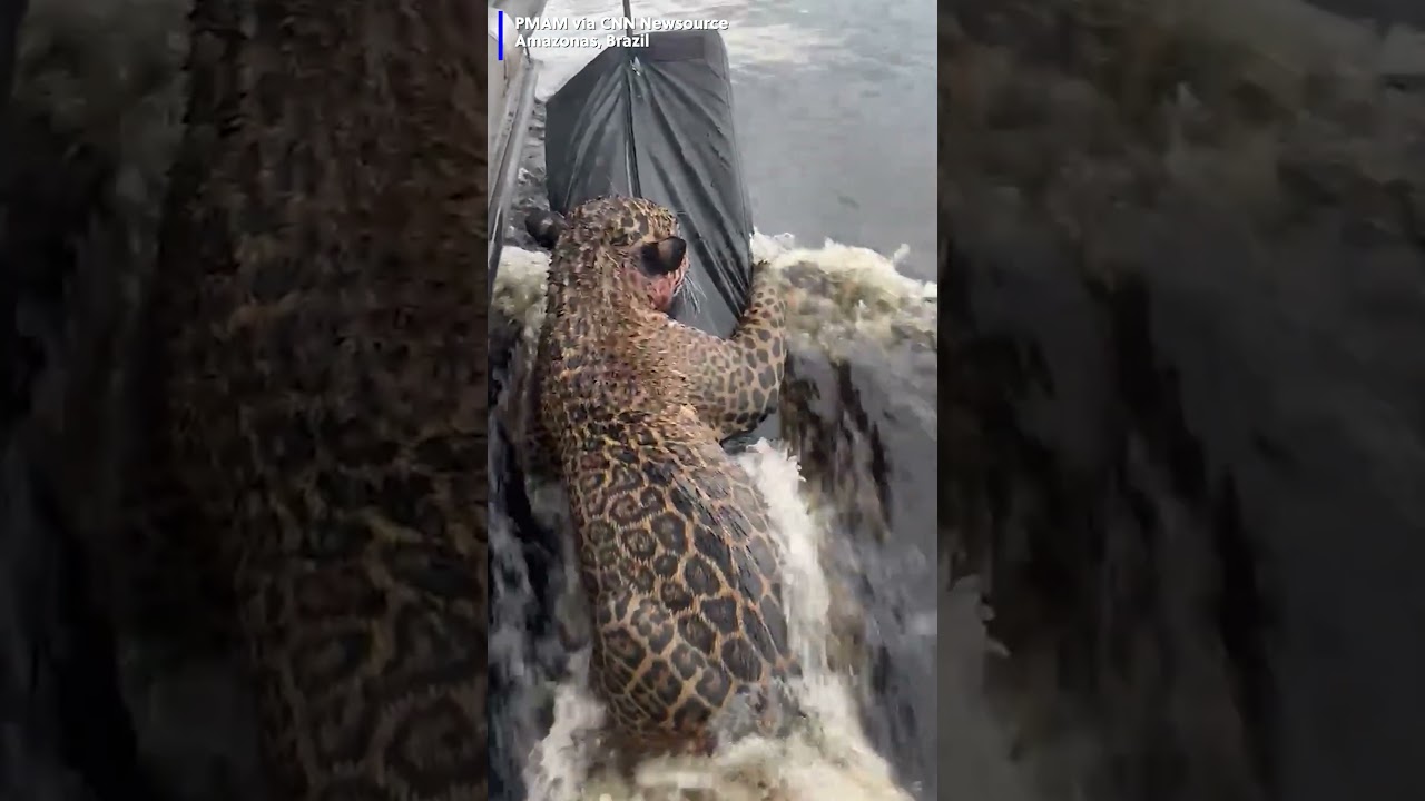 Brazil police rescue an injured jaguar struggling not to drown with an improvised flotation device