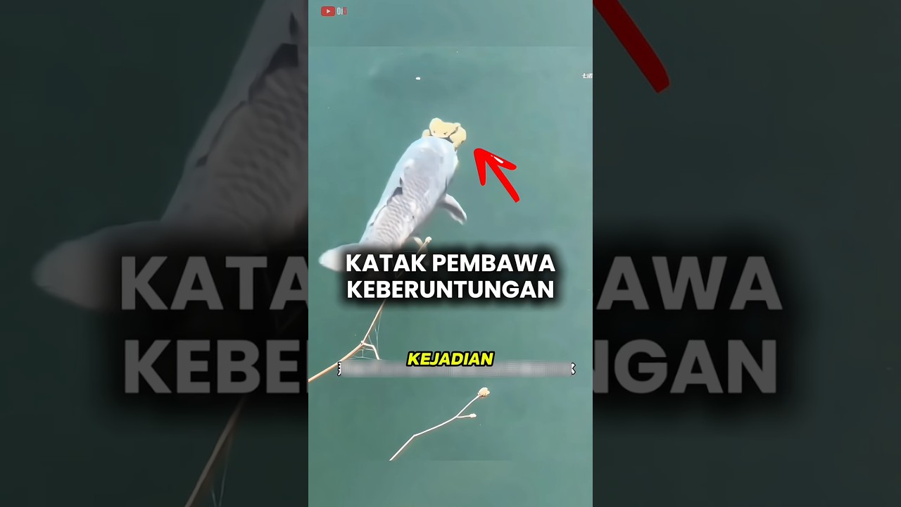 ​Fenomena Katak Pembawa Keberuntungan 🐸🤩#shorts