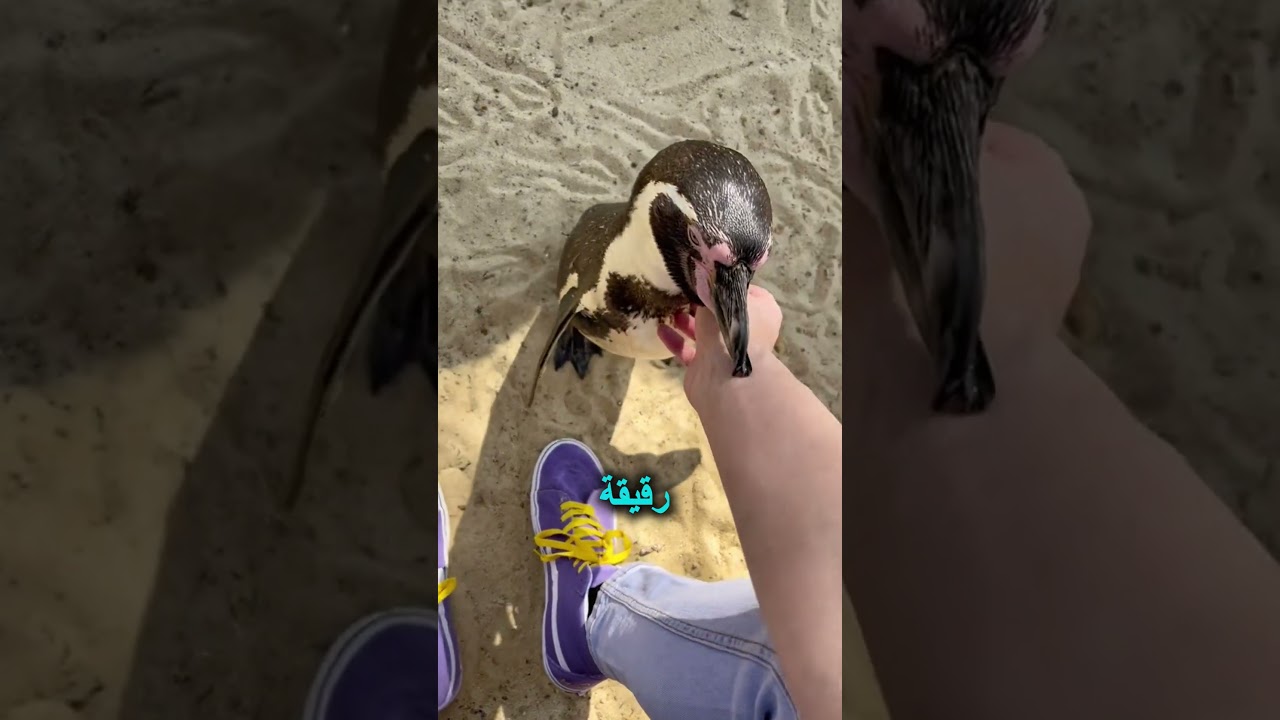 ماذا يحدث إذا قمت بمداعبة بطريق؟ 🐧