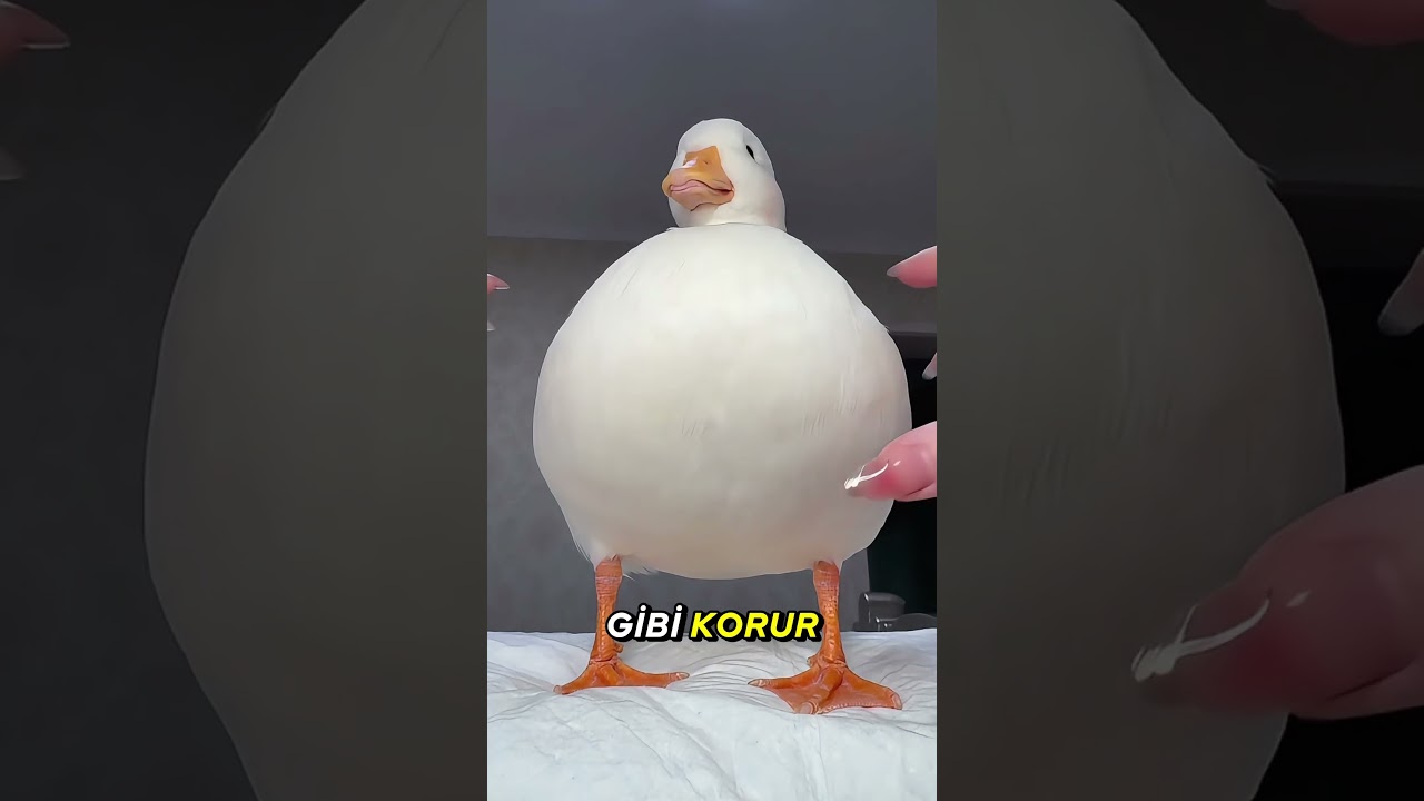 Bu Ördeğin Alarm Düğmesi Var! 🦆