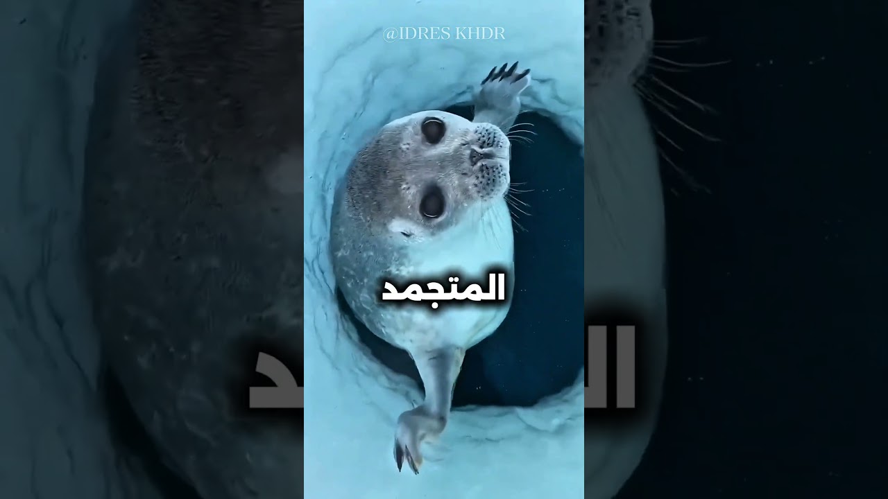 إذا كنت تسبح وسمعت هذا الصوت اهرب بدون تردد !!