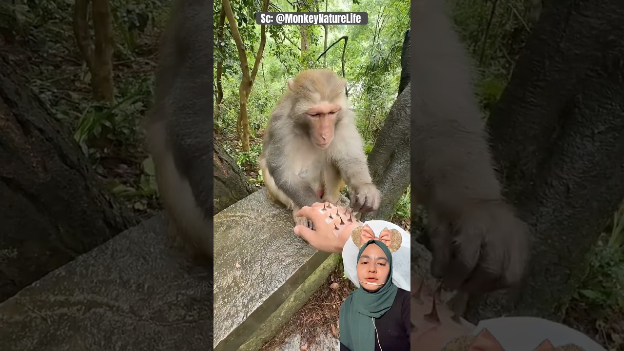 Monyet Cabutin DURII‼️ MonkeyNatureLife